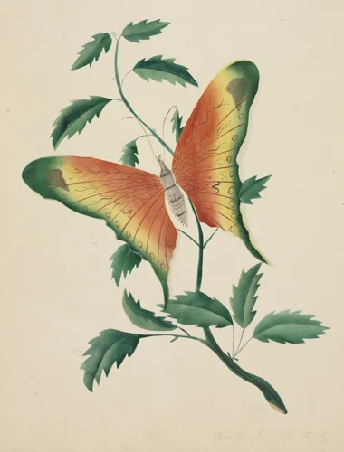 Rose Bush and Butterfly by Mary Altha Nims, drawing, 1840-1899