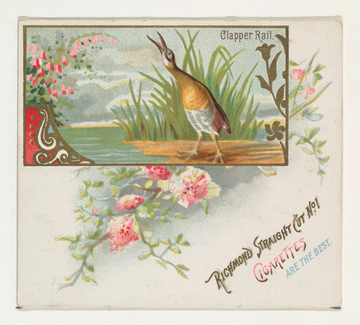 Clapper Rail, from the Game Birds series (N40) for Allen & Ginter Cigarettes by Allen & Ginter, print, 1888-1890