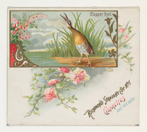 Clapper Rail, from the Game Birds series (N40) for Allen & Ginter Cigarettes by Allen & Ginter, print, 1888-1890