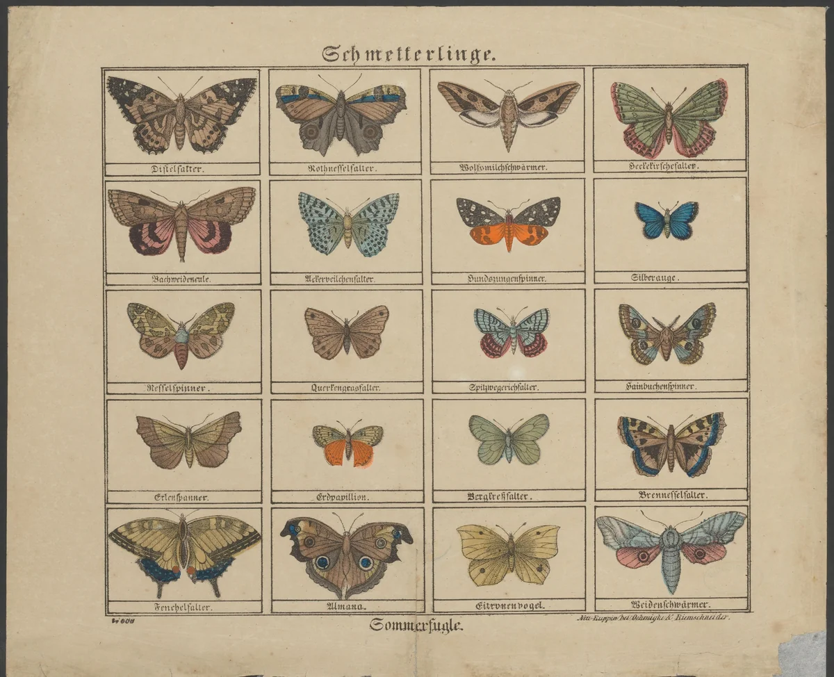 Vlinders by anonymous, print, 1828-1937