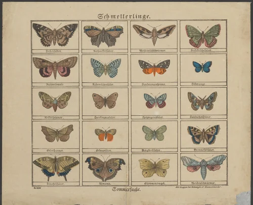 Vlinders by anonymous, print, 1828-1937