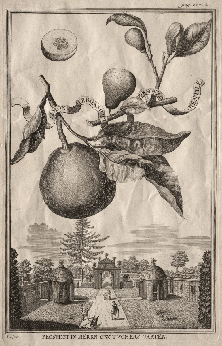 Nurnbergische Hesperides: Limon bergamotto personzin gientile by Joseph de Montalegre, print, 1714