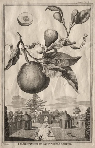 Nurnbergische Hesperides: Limon bergamotto personzin gientile by Joseph de Montalegre, print, 1714