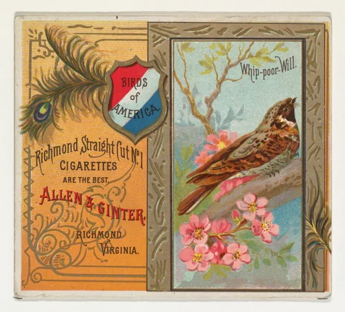 Whip-poor Will, from the Birds of America series (N37) for Allen & Ginter Cigarettes by Allen & Ginter, print, 1888