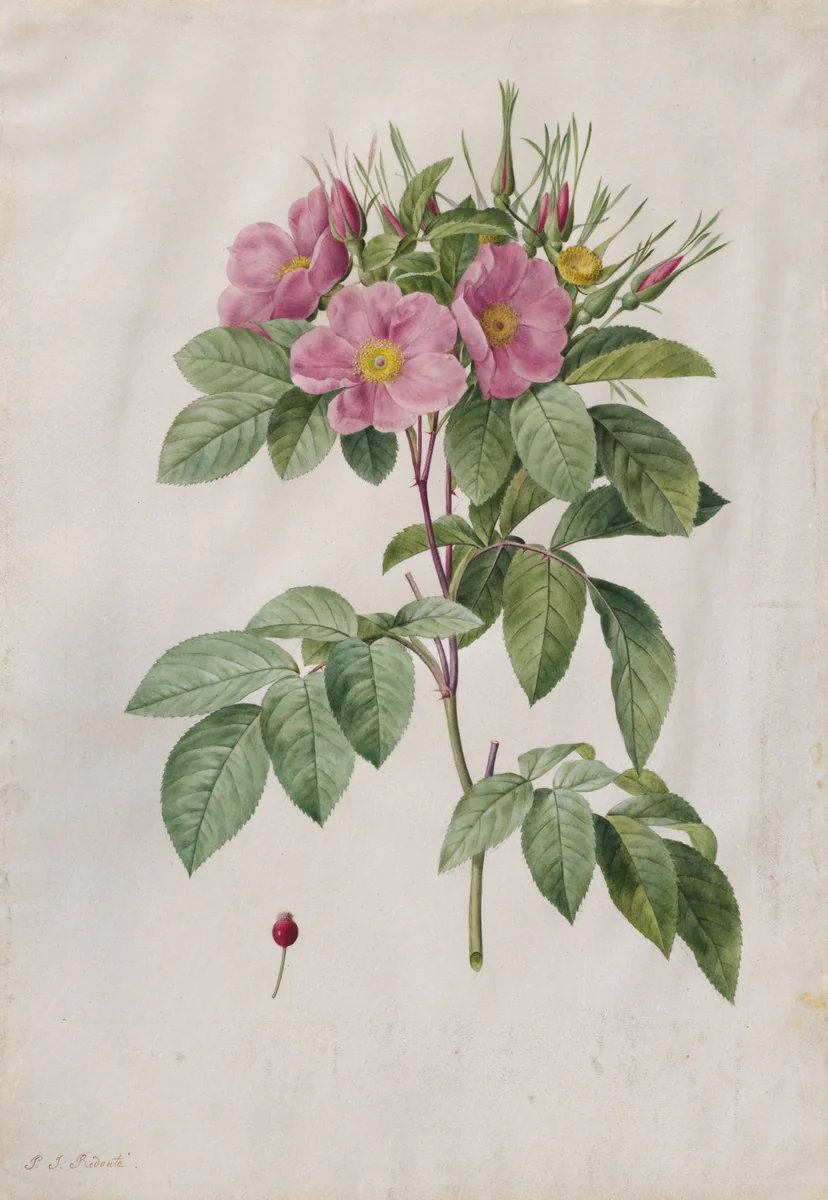 Pasture Rose (Rosa Carolina Corymbosa) by Pierre-Joseph Redouté, drawing, 1817-1824