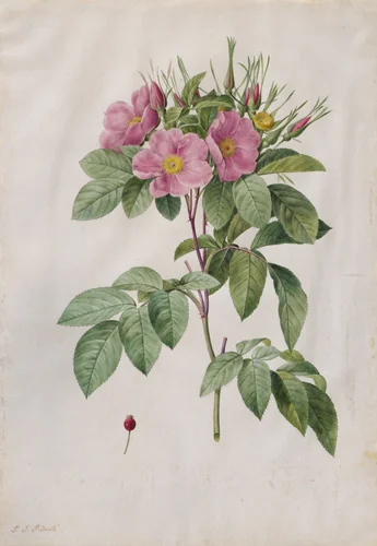 Pasture Rose (Rosa Carolina Corymbosa) by Pierre-Joseph Redouté, drawing, 1817-1824