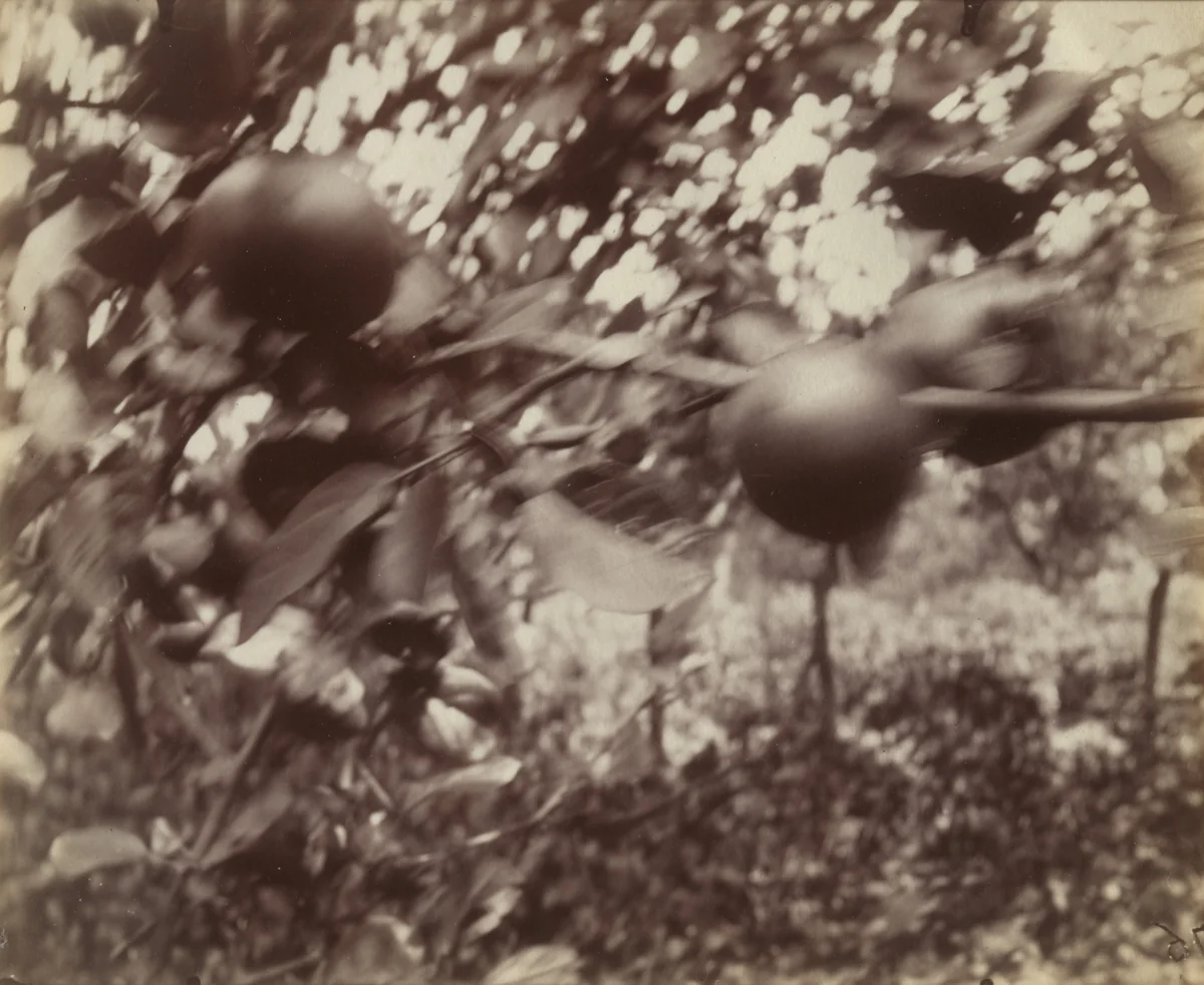 Pommier (detail) by Eugène Atget, photograph, 1922