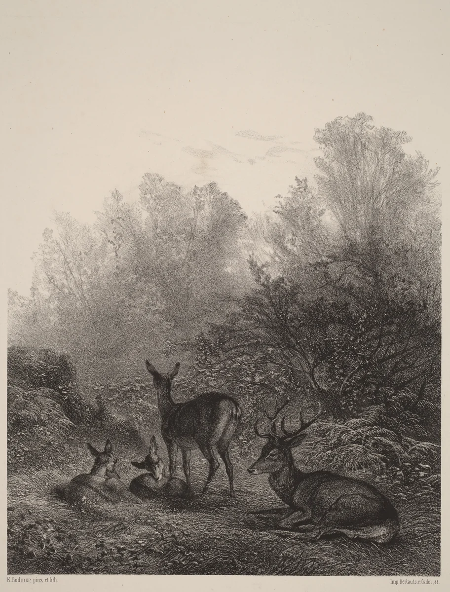 Biches au repos by Karl Bodmer, print, 1809-1893