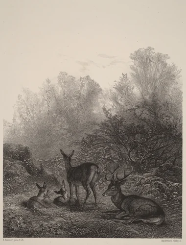 Biches au repos by Karl Bodmer, print, 1809-1893