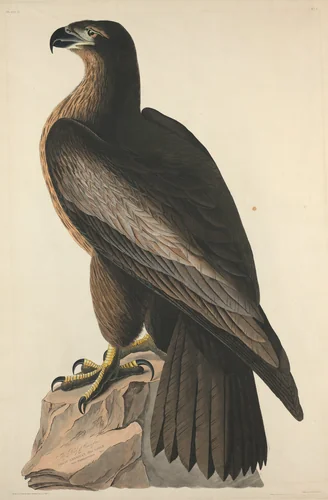 The Bird of Washington or Great American Sea Eagle by Robert Havell, Jr.; John James Audubon, print, 1827