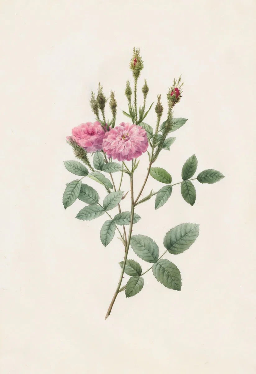 Rosa Pomponiana Muscosa by Henry Joseph Redouté, drawing, 1817-1824