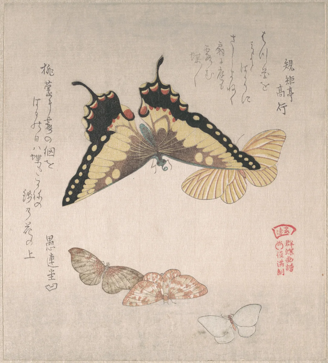 Various Moths and Butterflies by Kubo Shunman (窪俊満), print, 1800-1899