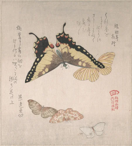 Various Moths and Butterflies by Kubo Shunman (窪俊満), print, 1800-1899