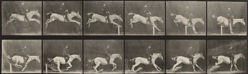 Plate Number 641. "Pandora" jumping a hurdle, saddled, knocking over the hurdle and landing by Eadweard Muybridge, photograph, 1887