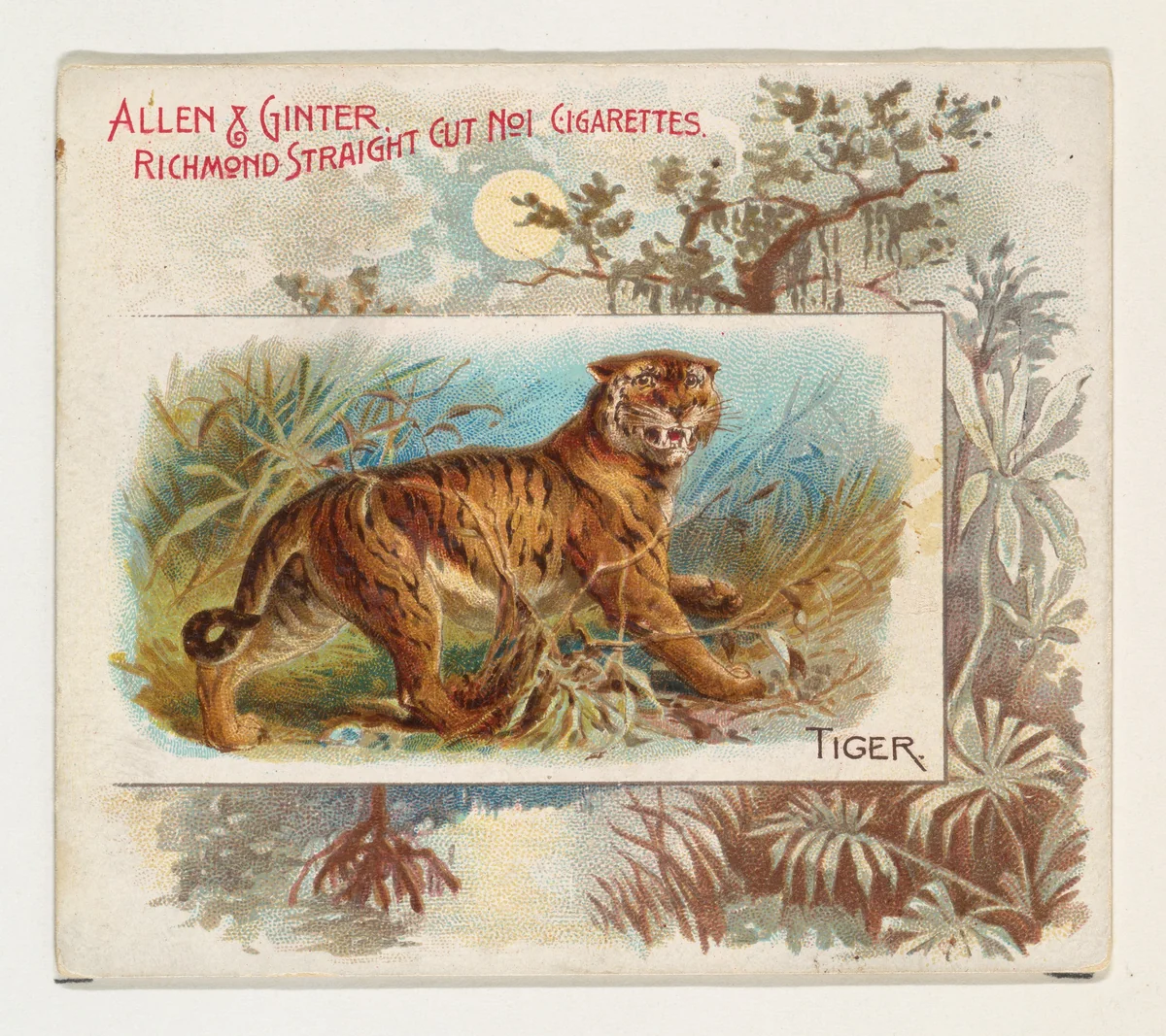 Tiger, from Quadrupeds series (N41) for Allen & Ginter Cigarettes by Allen & Ginter, print, 1890