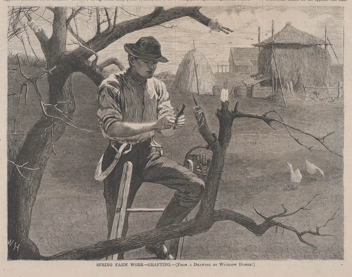 Spring Farm Work – Grafting (from "Harper's Weekly," Vol. XIV) by Winslow Homer, print, 1870