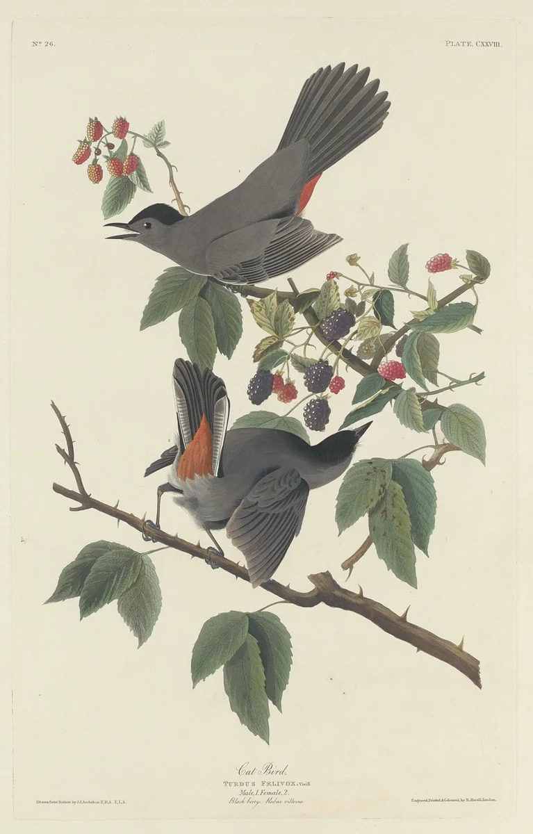 Cat Bird by Robert Havell, Jr.; John James Audubon, print, 1832
