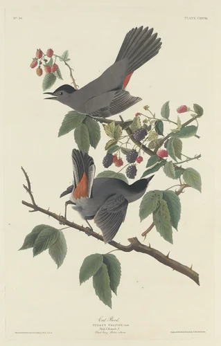Cat Bird by Robert Havell, Jr.; John James Audubon, print, 1832
