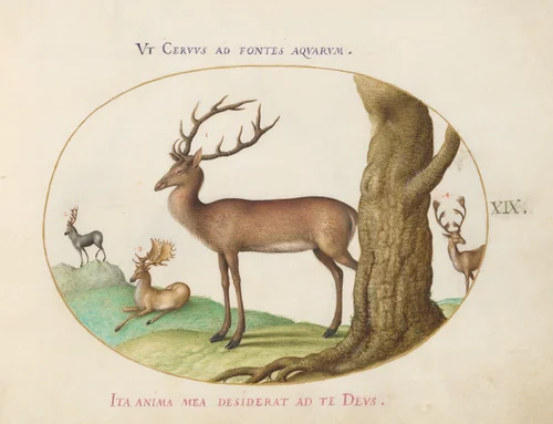 Plate 19: Four Types of Stags by Joris Hoefnagel, drawing, 1580