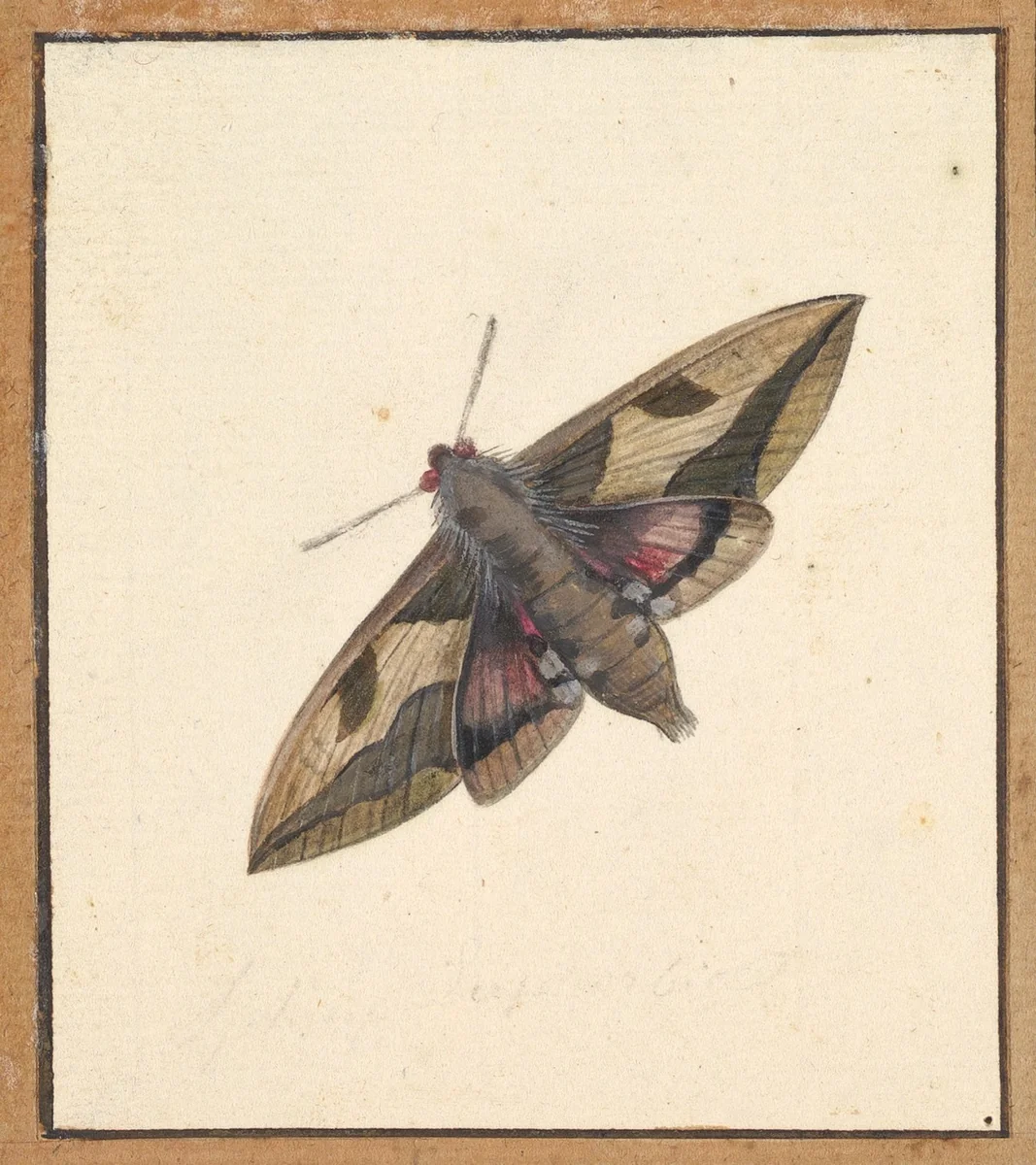 A Moth by Nicolaas Struyk, drawing, 1706-1769