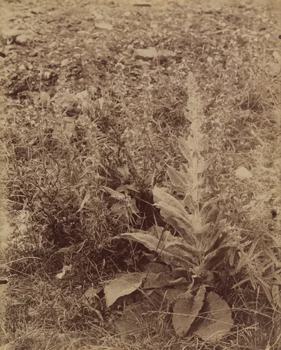 Bouillon-Blanc by Eugène Atget, photograph, 1900