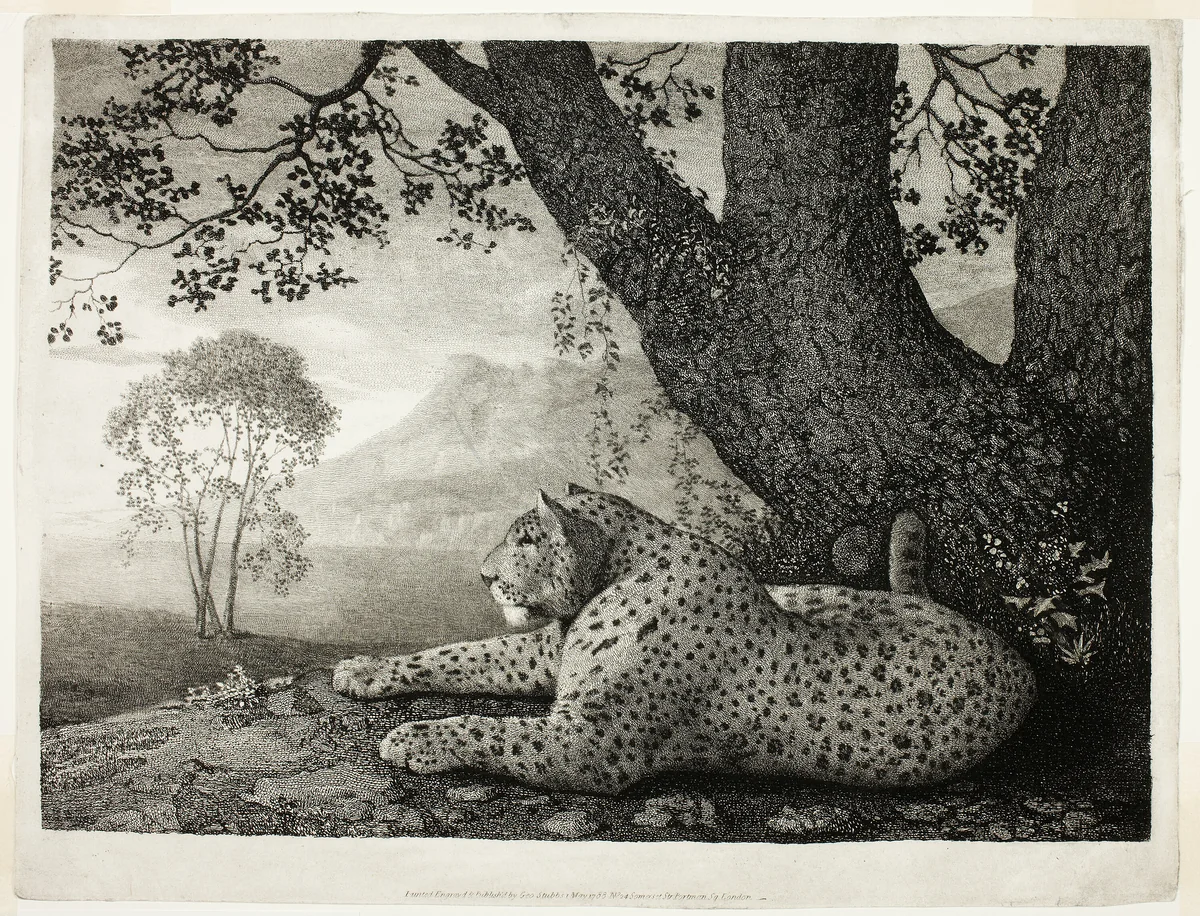 A Tyger (A Recumbent Leopard by a Tree) by George Stubbs, print, 1788