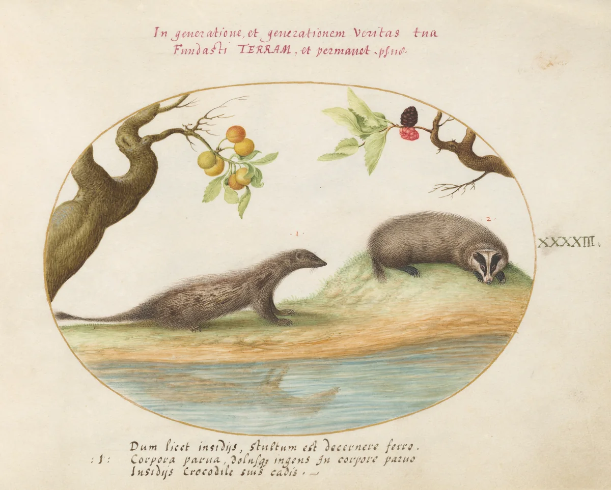 Plate 43: Mongoose and Badger with Fruit Trees by Joris Hoefnagel, drawing, 1570-1599