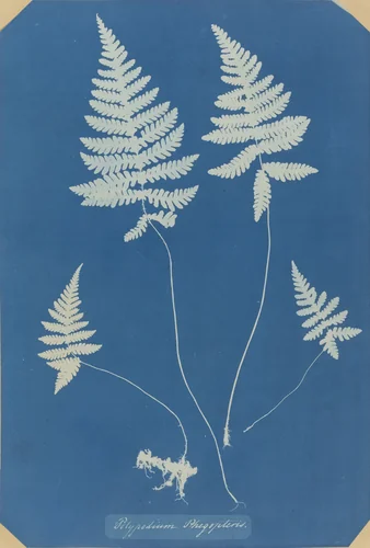 Polypodium Phegopteris by Anna Atkins, photograph, 1853