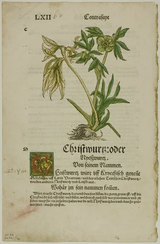 Christwurz (Hellebore) from Herbarium (Kräuterbuch), plate 96 from Woodcuts from Books of the XVI Century by Hans Weiditz, print, 1532
