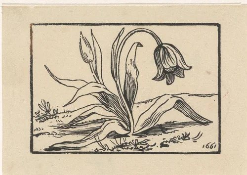 Tulp in bloei by Dirck de Bray, print, 1661