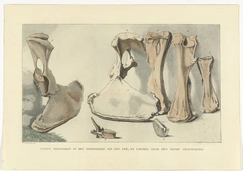 Aangespoelde beenderen by Anthonie van den Bos, print, 1809-1810