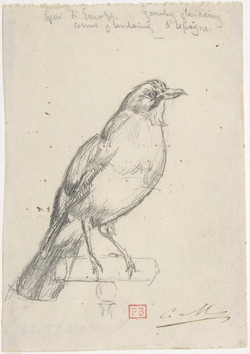 A European Jay by Charles Meryon, drawing, 1858-1868