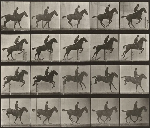Plate Number 639. "Daisy" jumping a hurdle, saddled by Eadweard Muybridge, photograph, 1887