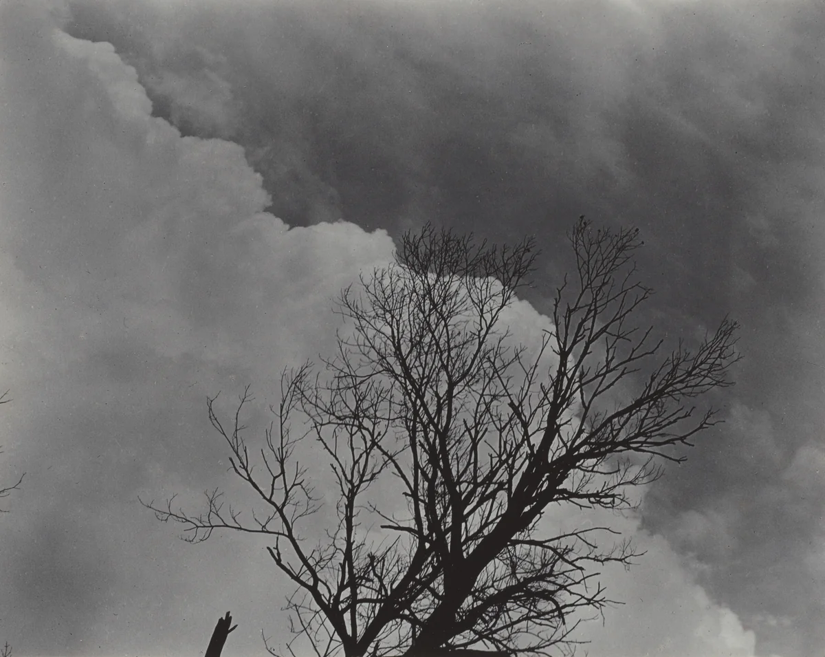 Tree Set 3 by Alfred Stieglitz, photograph, 1924