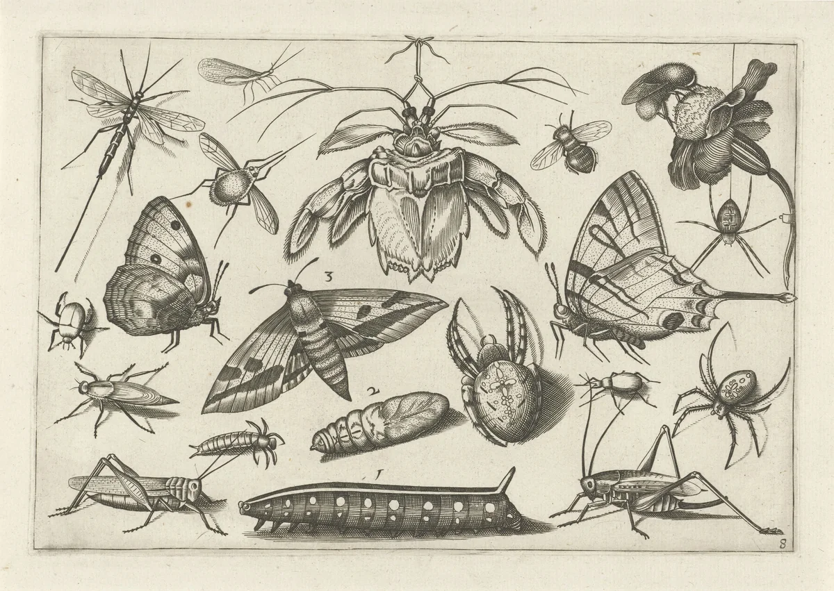 Insecten by Jacob Hoefnagel, print, 1630
