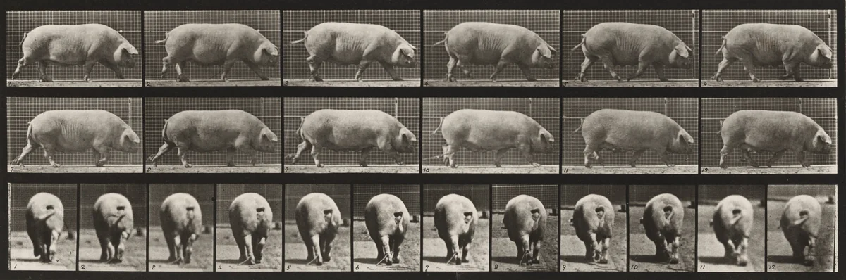 Plate Number 674. Sow; walking by Eadweard Muybridge, photograph, 1887
