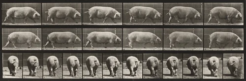 Plate Number 674. Sow; walking by Eadweard Muybridge, photograph, 1887