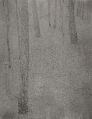Farmer's Wood Lot by Edward Steichen, photograph, 1898