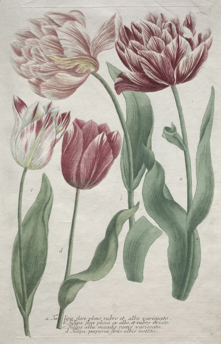 Tulips by Bartholomaus Seutter, print