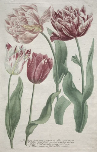 Tulips by Bartholomaus Seutter, print