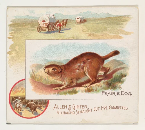 Prairie Dog, from Quadrupeds series (N41) for Allen & Ginter Cigarettes by Allen & Ginter, print, 1890