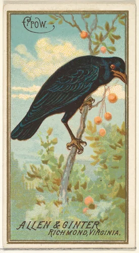 Crow, from the Birds of America series (N4) for Allen & Ginter Cigarettes Brands by Allen & Ginter, print, 1888
