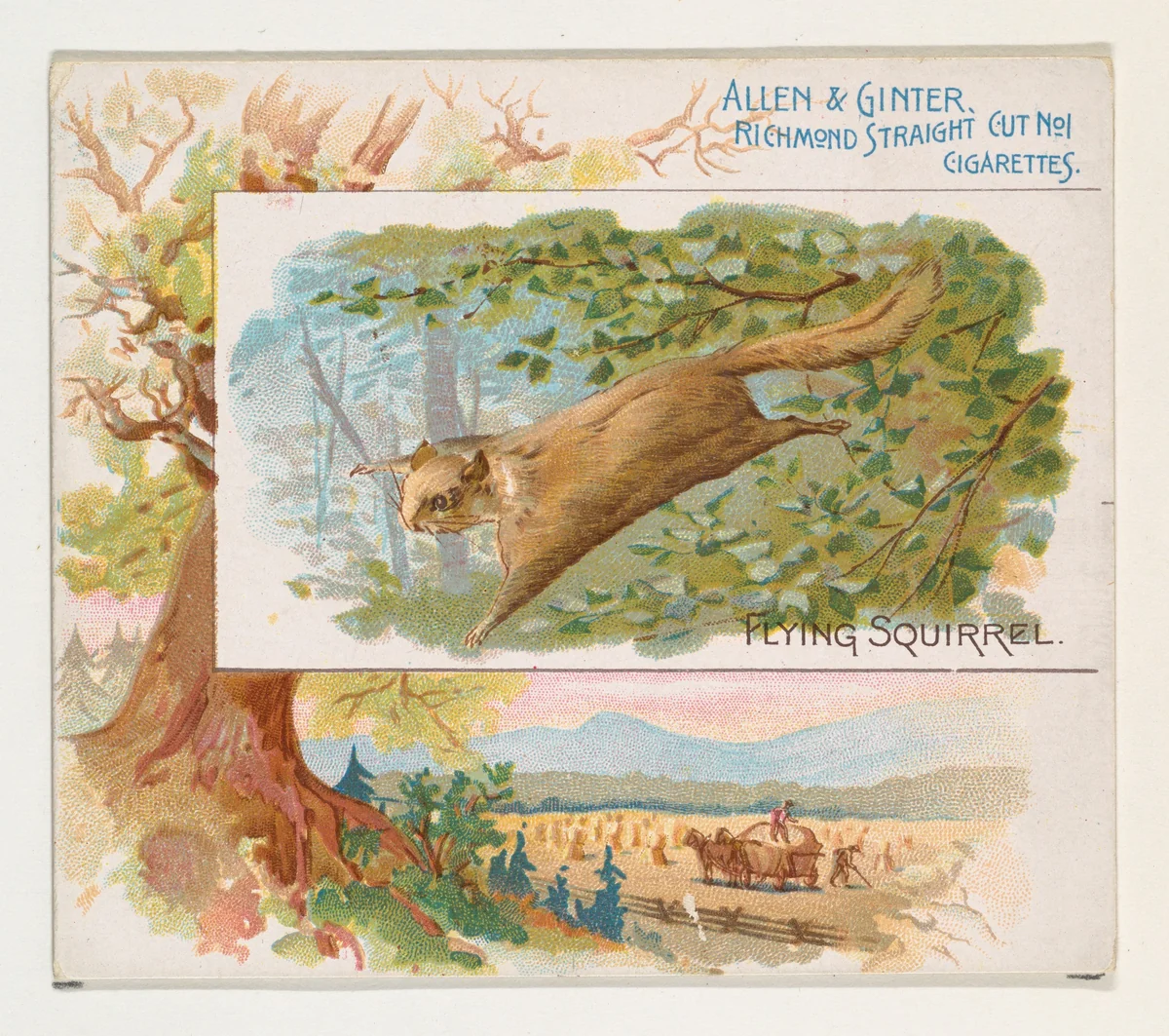Flying Squirrel, from Quadrupeds series (N41) for Allen & Ginter Cigarettes by Allen & Ginter, print, 1890