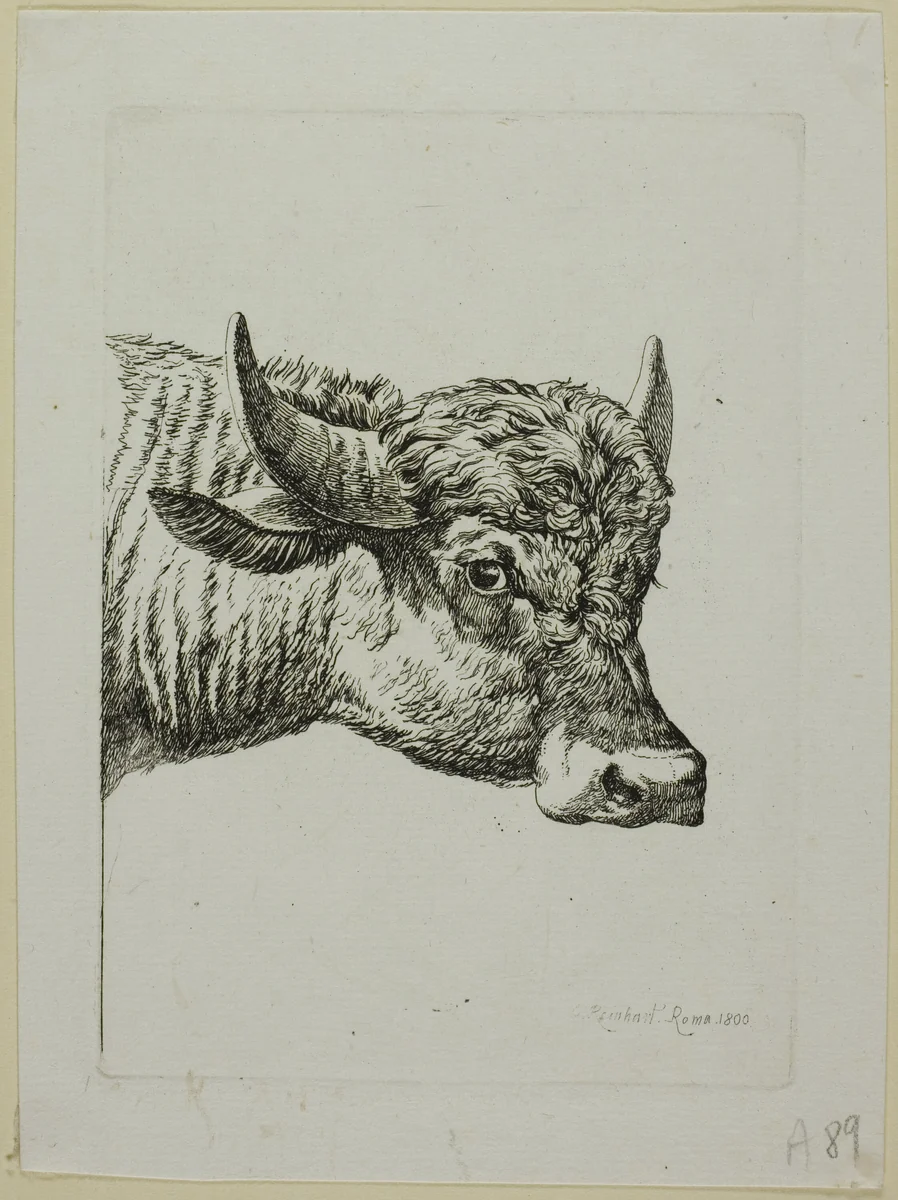 Head of a Buffalo, from Die Zweite Thierfolge by Johann Christian Reinhart, print, 1800