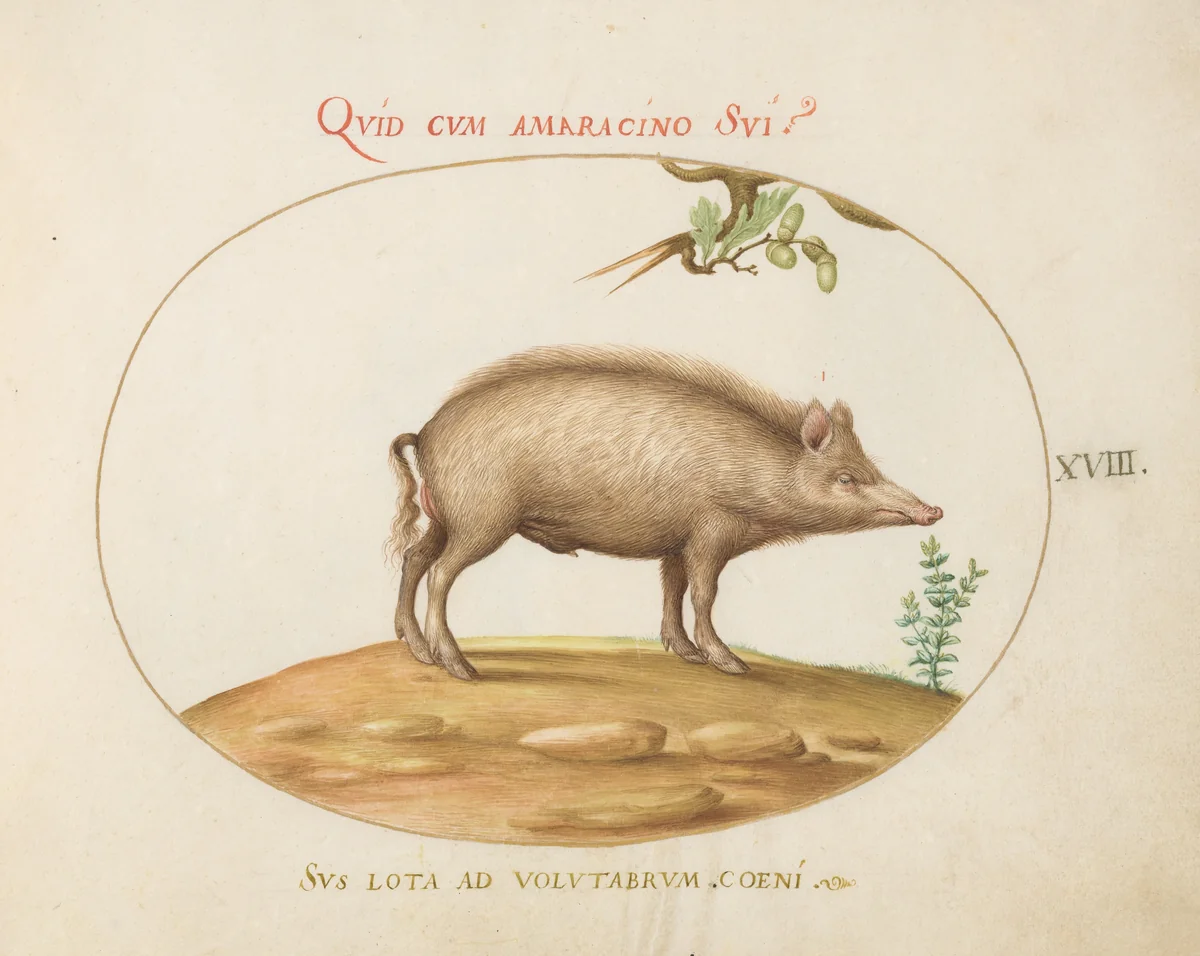 Plate 18: A Pig with Acorns by Joris Hoefnagel, drawing, 1570-1599