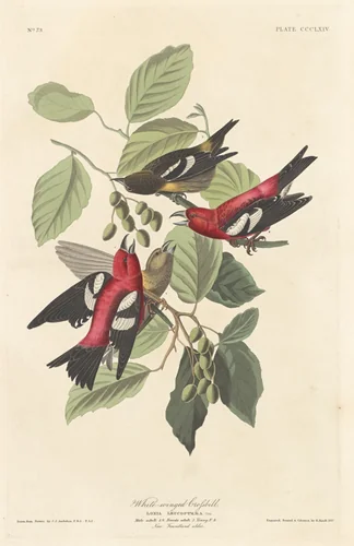 White-winged Crossbill by Robert Havell, Jr.; John James Audubon, print, 1837