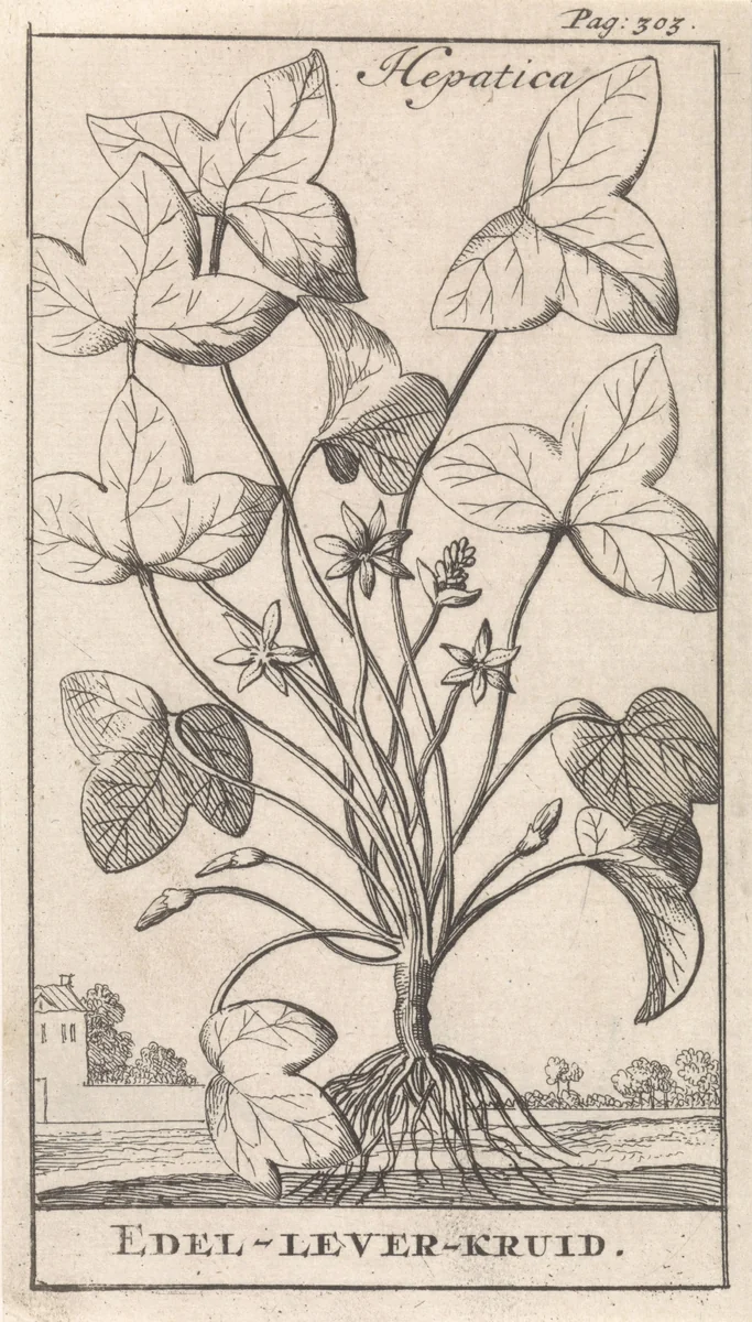 Leverkruid by Caspar Luyken, print, 1698