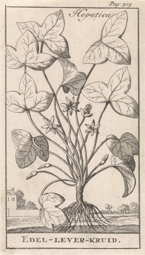 Leverkruid by Caspar Luyken, print, 1698