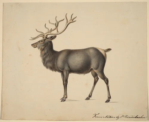 European Elk by Peter Rindisbacher, drawing, 1806-1834