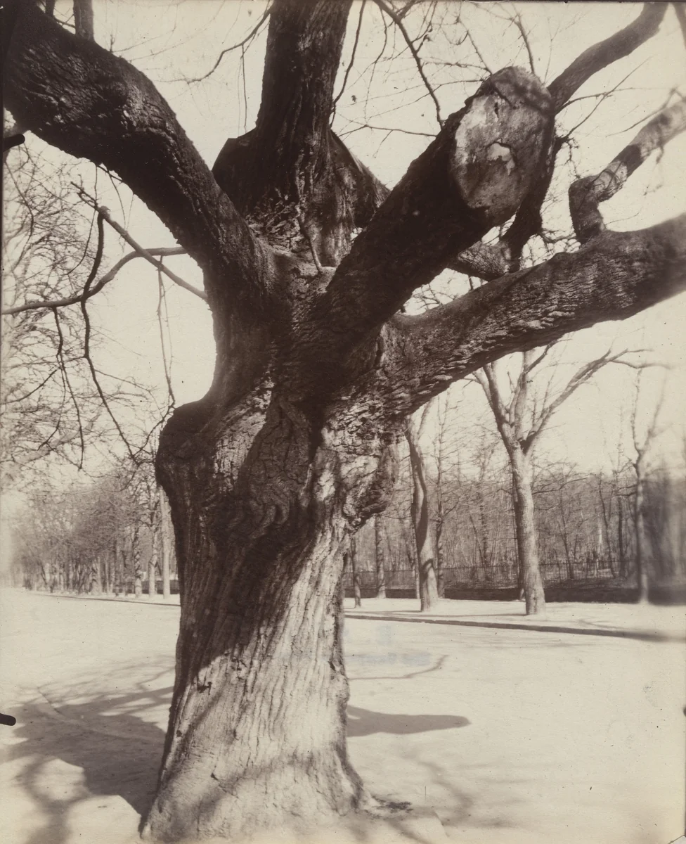 Bagatelle. Vieux Chêne by Eugène Atget, photograph, 1921